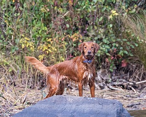 Finley