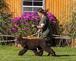 11 - GCH CH BREKKON'S FIRST MARK BN RN CGC TKN (Hunny)