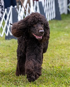 25 - GCH CH POOLE'S IDE RIPTIDE OHS RI DS CGC (Rip)