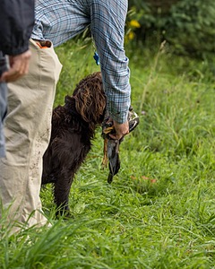 Tucker Will
