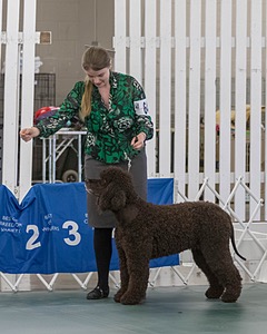 64 - GCH CH CAT N PATS LUCK BE A LADY RN CAX CGC