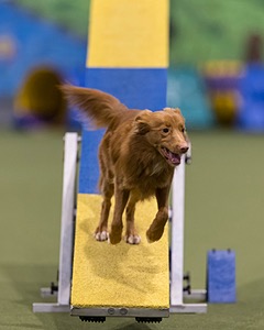 Dory Bolton-Morcone