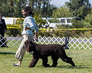 09 - GCH CH POOLE'S IDE DARK KNIGHT RN CGC TKN ATT (Oscar)