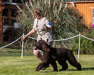 17 - GCH CH FLINTCREST FIVE STAR GENERAL (Grant)