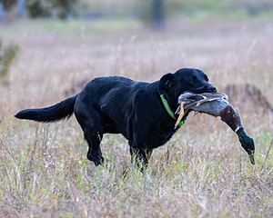 Ruger Harrelson