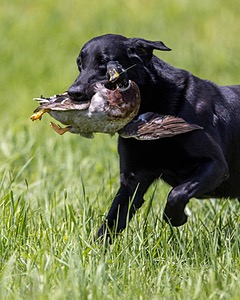 Cane Robichaud
