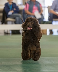 48 - GCH WHISTLE STOP'S TERRA MARIQUE POTENS (Honor)