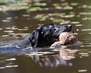Teagan