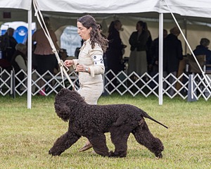 20 - GCHS CH POOLE'S IDE SAY NO MORE OHS CD RE JH DS (Simone)