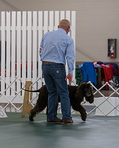 2503 - GCH CH BLACKTHORN'S KEEVA CROMPTON AX AXJ XF RN CGC (Keeva)