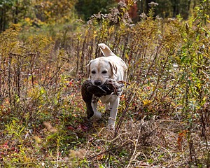 Meadowmere's Annisquam JH WC CGC (Annie)