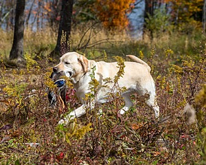 Meadowmere's Annisquam JH WC CGC (Annie)