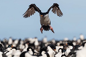 Imperial Shag, Bleaker Island, The Falklands