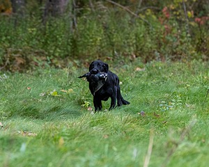 Watson