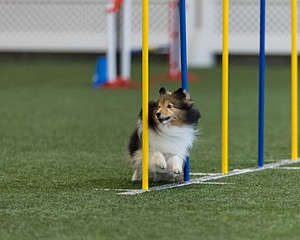 Baylee Potvin