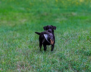 Katlee