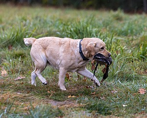 Tillie Case