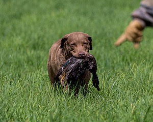 Hunter Law