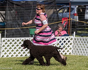 60 - GCH CH All Green Wi'Envy V Alpha Nordic CD RE RATN DS CGCA TKN