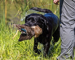 Nyx Gettle