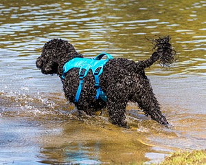 Fenwick Janet