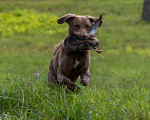 Timber O'Neil