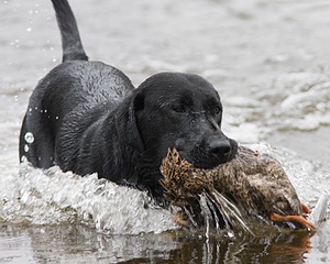 20080531-HRW-1116.jpg