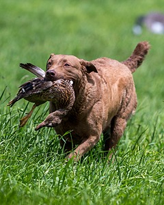 20170603-SEAL-0020.jpg