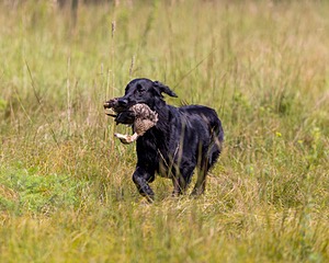 Ziva