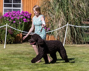 11 - FLINTCREST FIRST STRIKE FINTAN (Fintan)