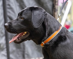 Penny Gosselin