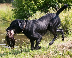 Molson Smith