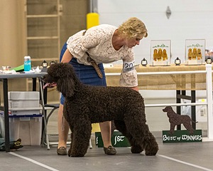 207 - GCH CH Flintcrest First Strike Fintan