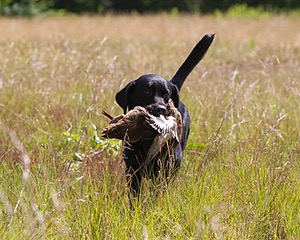 Maverick Nealon