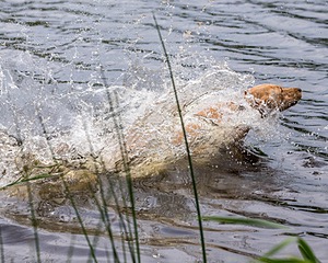 20170603-SHRW-1928.jpg