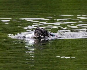 Vela Johnson