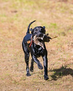Brutus Culbertson
