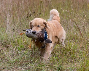 Opie McGee