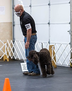 2501 - GCH CH BLACKTHORN'S KEEVA CROMPTON RM AX AXJ XF TKN (Keeva)