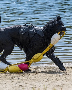 Steel Kennedy