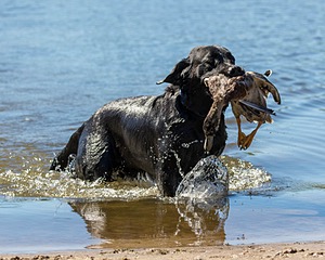 Ranger schuko