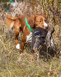 Merlot Quackenbush