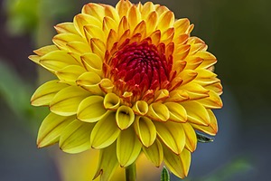 Dahlia