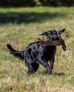 Test Dog