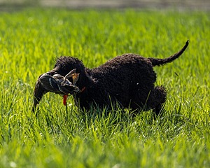 Ghillie Kezer
