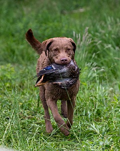Hunter Law