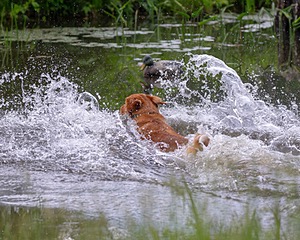 Ganser Baillargeon