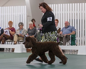 54 - GCH BREKKON BEGINS WITH BEAUFIELD