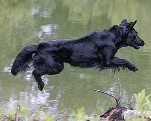 Ziva Millikin