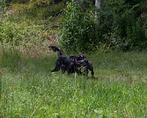 Mazie Estes